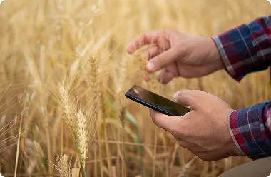 Automated Grain-Quality Classification for Agriculture Commodity Business